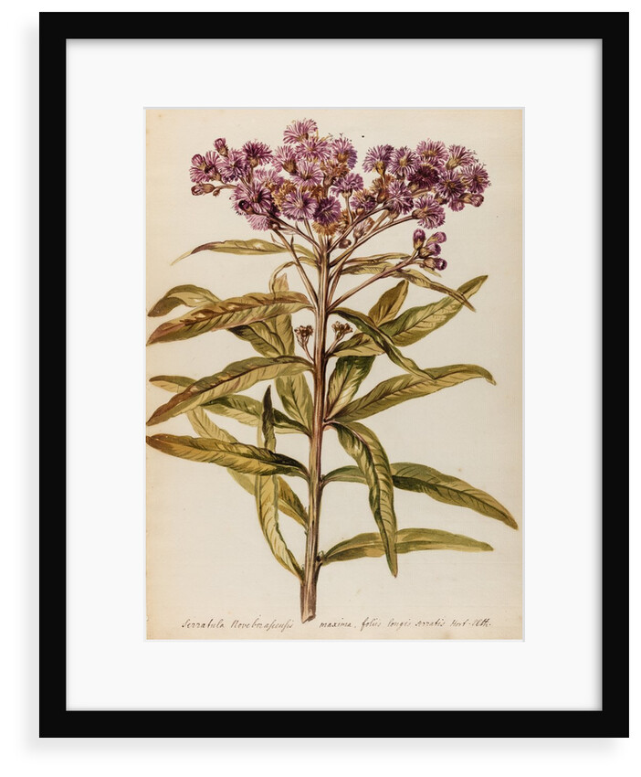 Perennial specimen by Jacob van Huysum