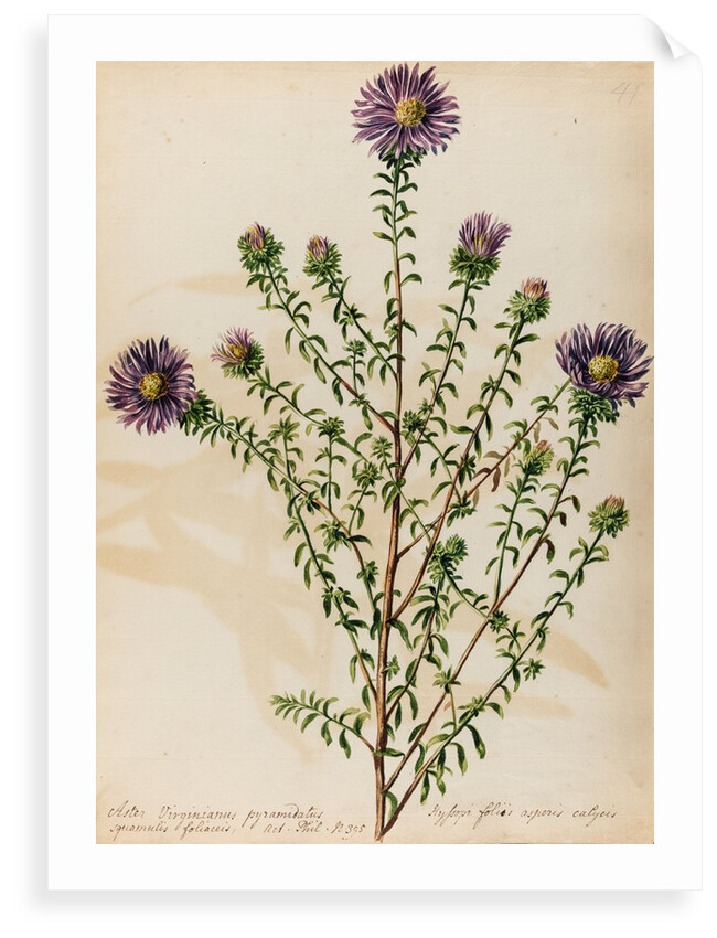 Starwort specimen by Jacob van Huysum