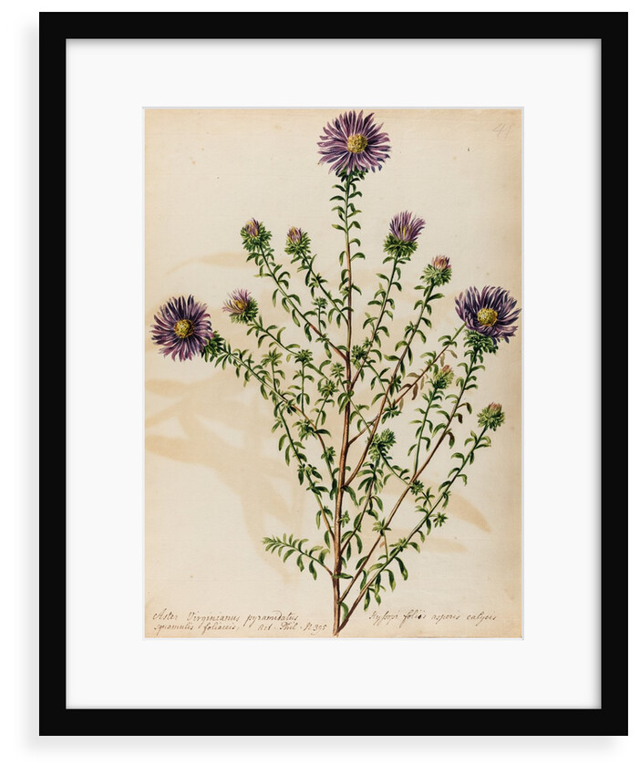 Starwort specimen by Jacob van Huysum
