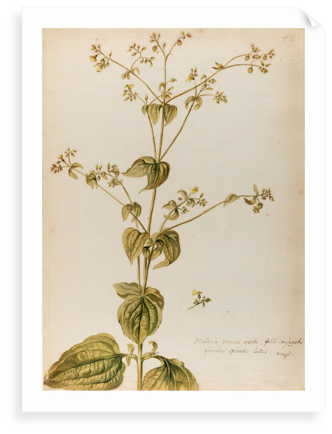 Milleria specimen by Jacob van Huysum