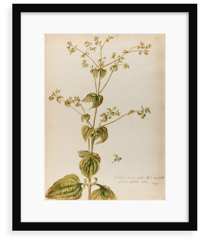 Milleria specimen by Jacob van Huysum
