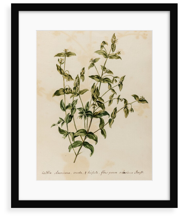 Marigold specimen by Jacob van Huysum