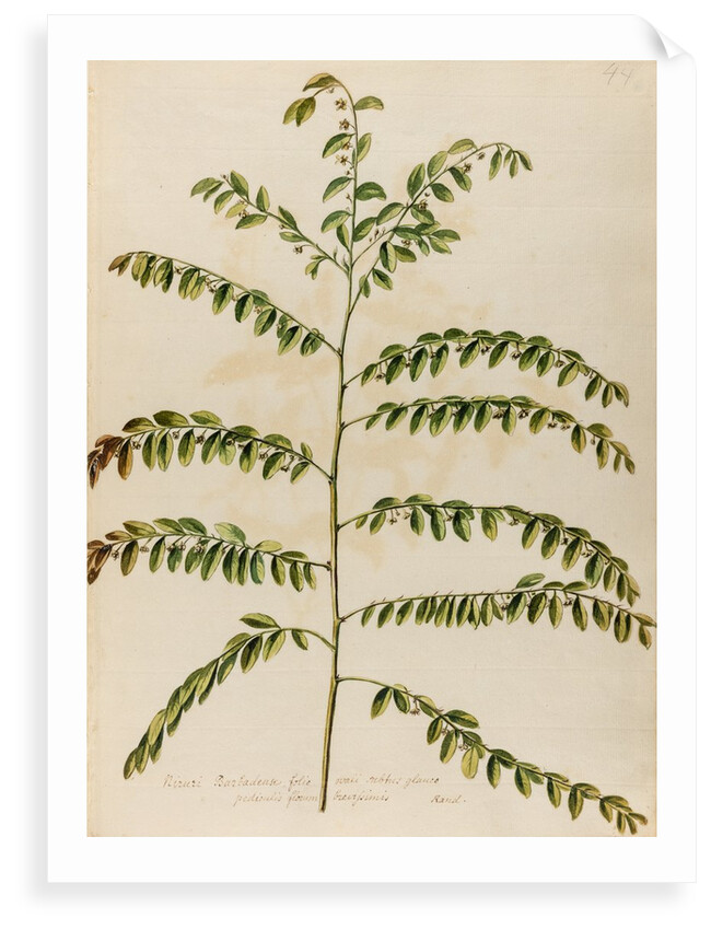 Stonebreaker specimen by Jacob van Huysum