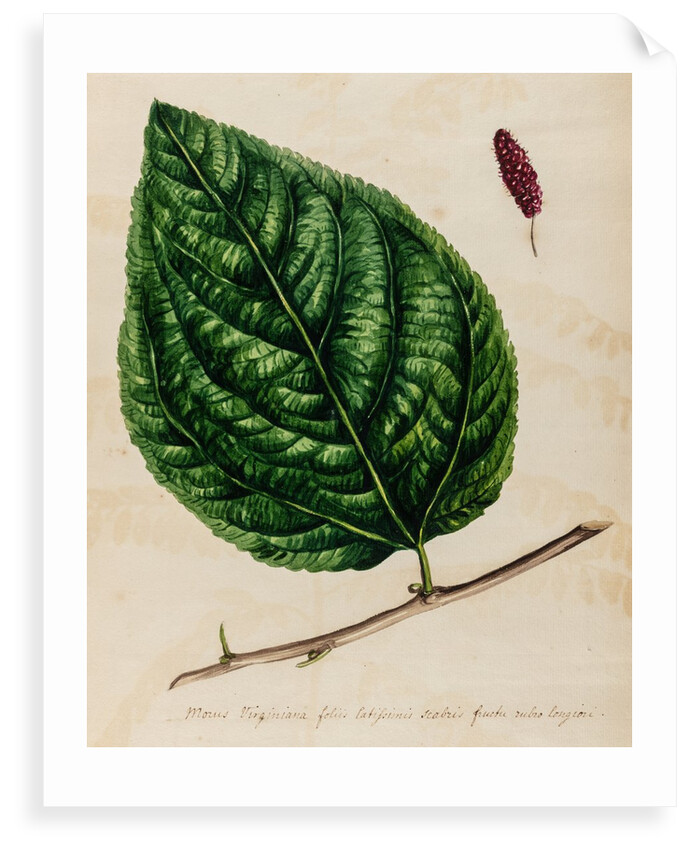 Mulberry specimen by Jacob van Huysum
