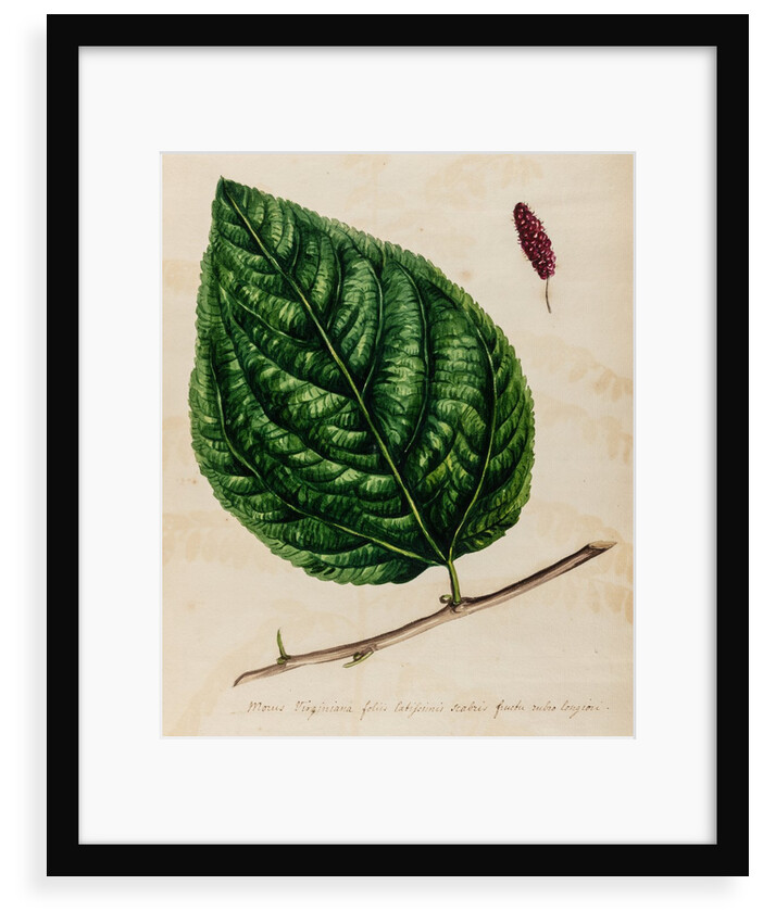 Mulberry specimen by Jacob van Huysum