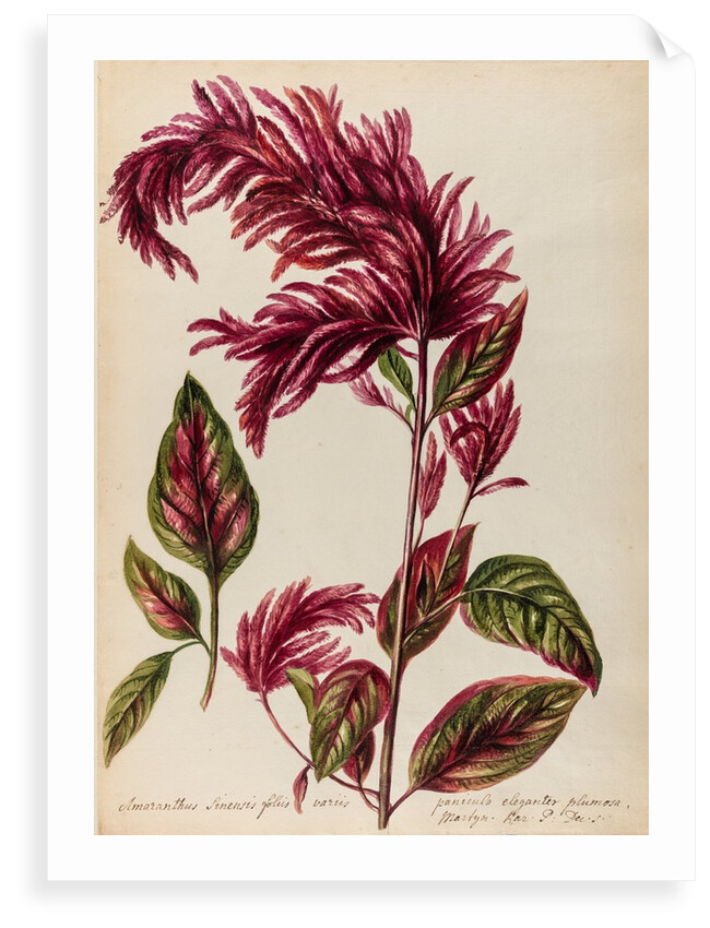 Red amaranth specimen by Jacob van Huysum