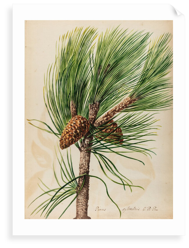 Scots pine specimen by Jacob van Huysum