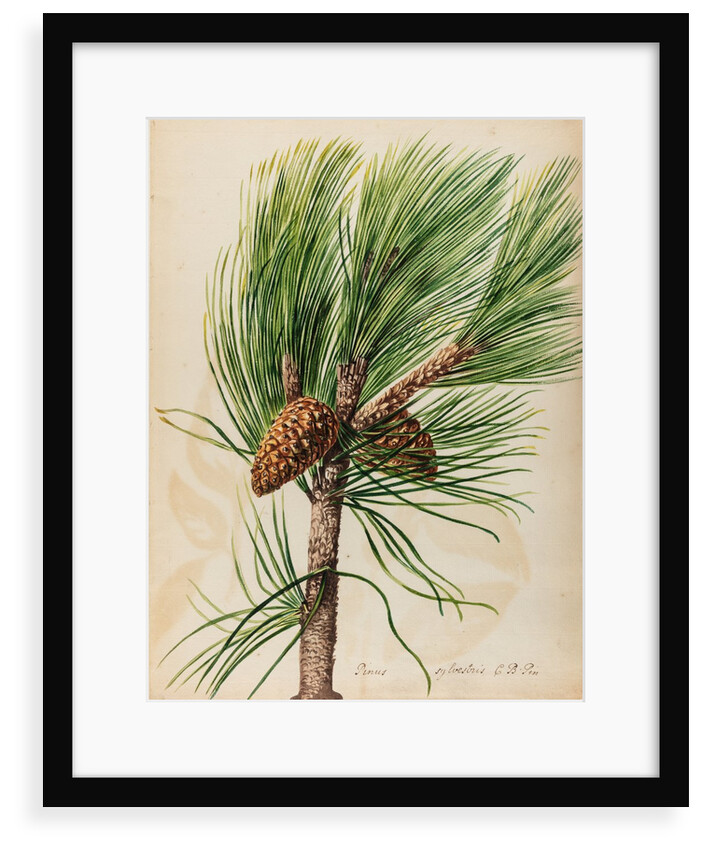 Scots pine specimen by Jacob van Huysum