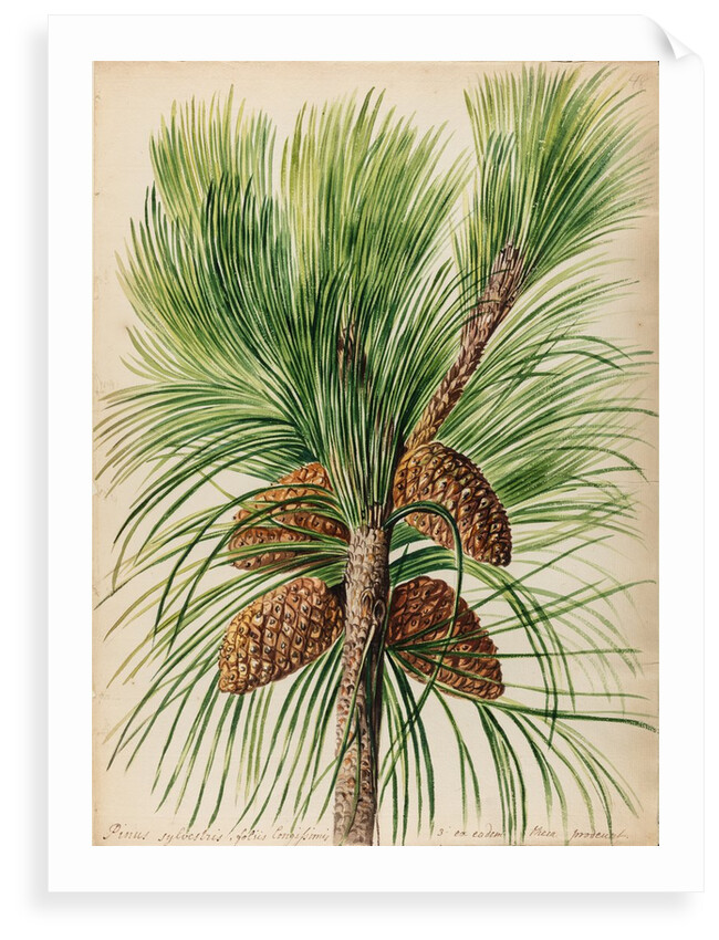 Scots pine specimen by Jacob van Huysum