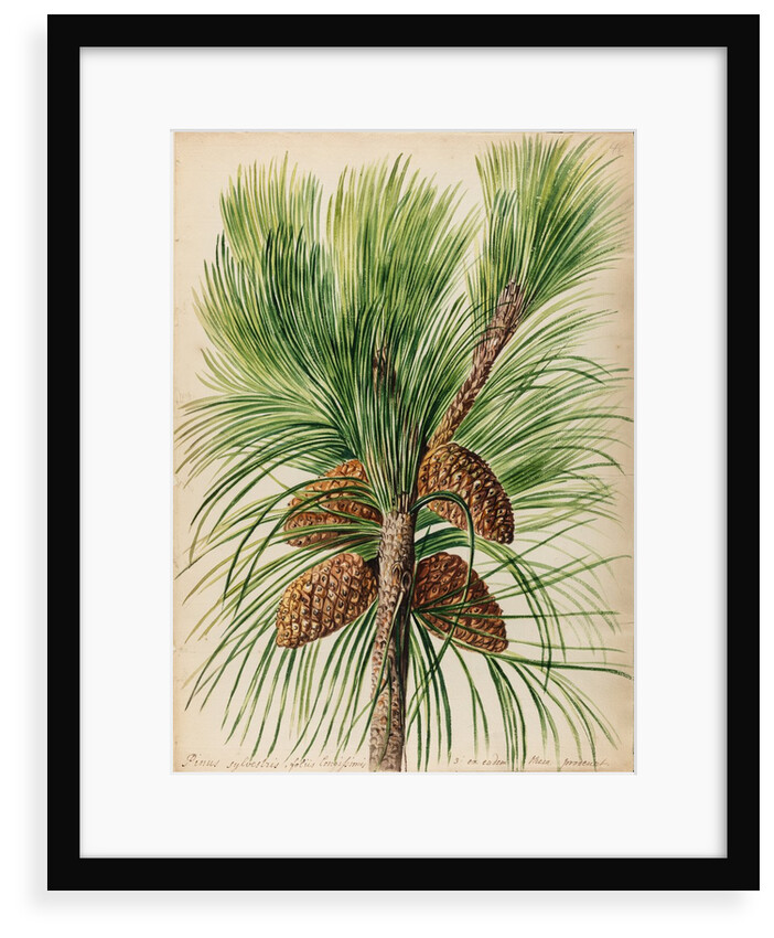 Scots pine specimen by Jacob van Huysum