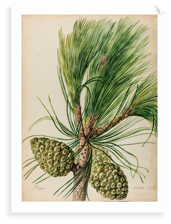 Stone pine specimen by Jacob van Huysum