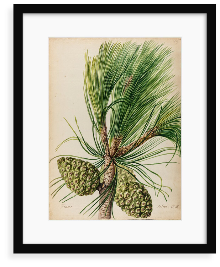 Stone pine specimen by Jacob van Huysum