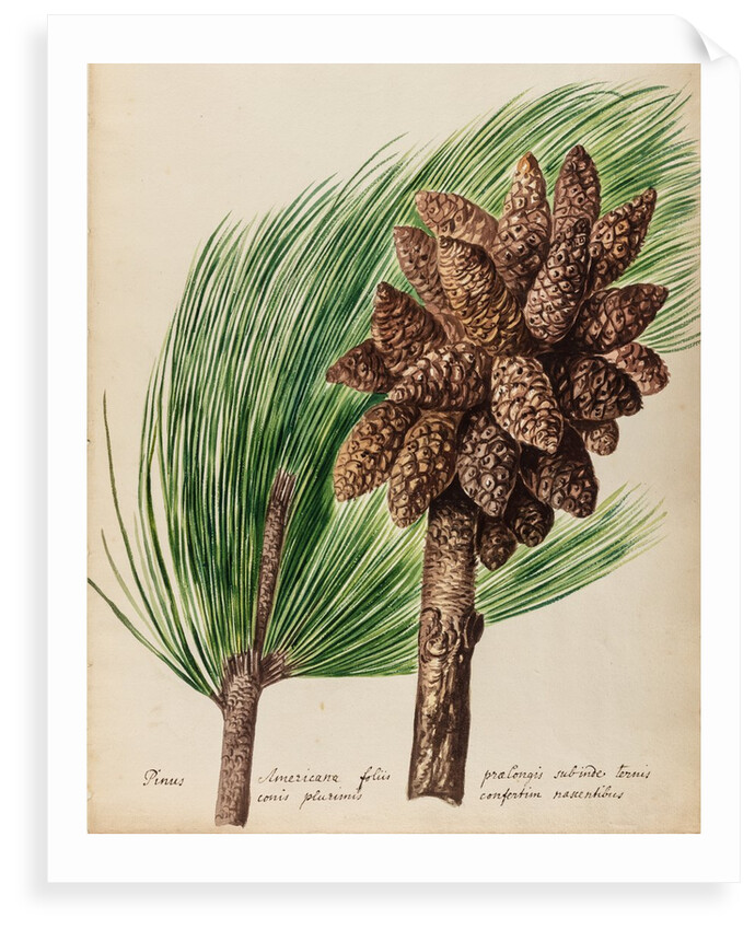 American pine specimen by Jacob van Huysum