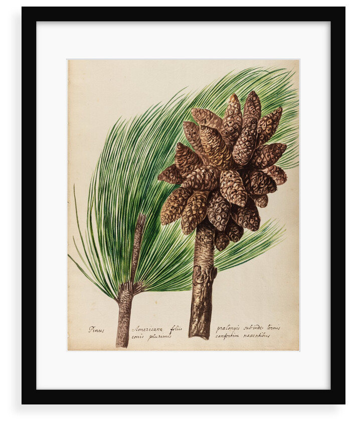 American pine specimen by Jacob van Huysum