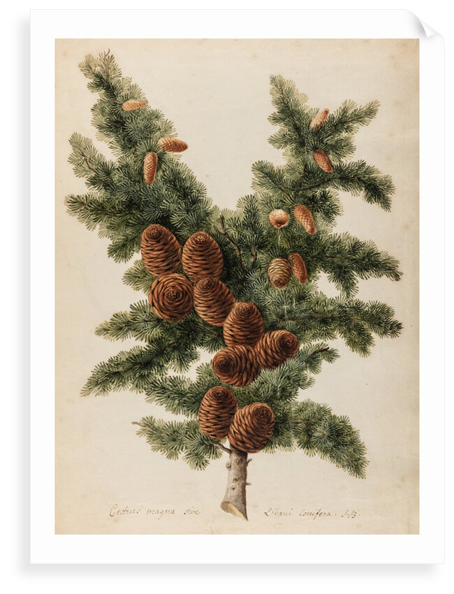 Cedar of Lebanon specimen by Jacob van Huysum