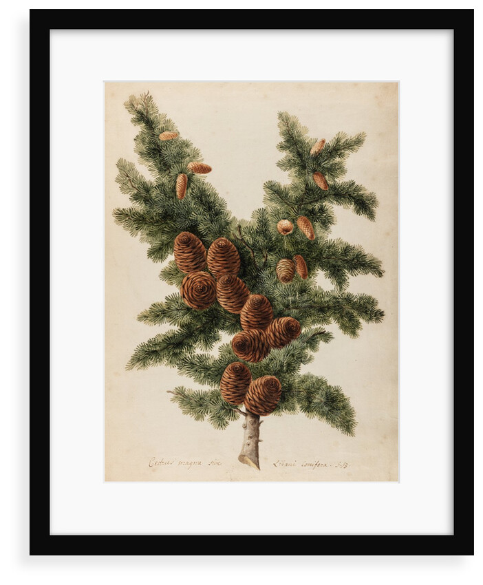 Cedar of Lebanon specimen by Jacob van Huysum