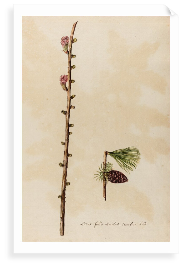 European larch specimen by Jacob van Huysum