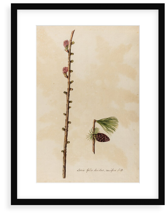 European larch specimen by Jacob van Huysum
