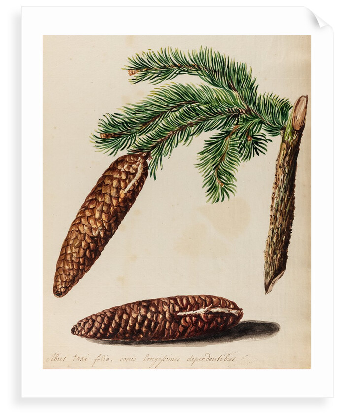 Fir tree specimen by Jacob van Huysum