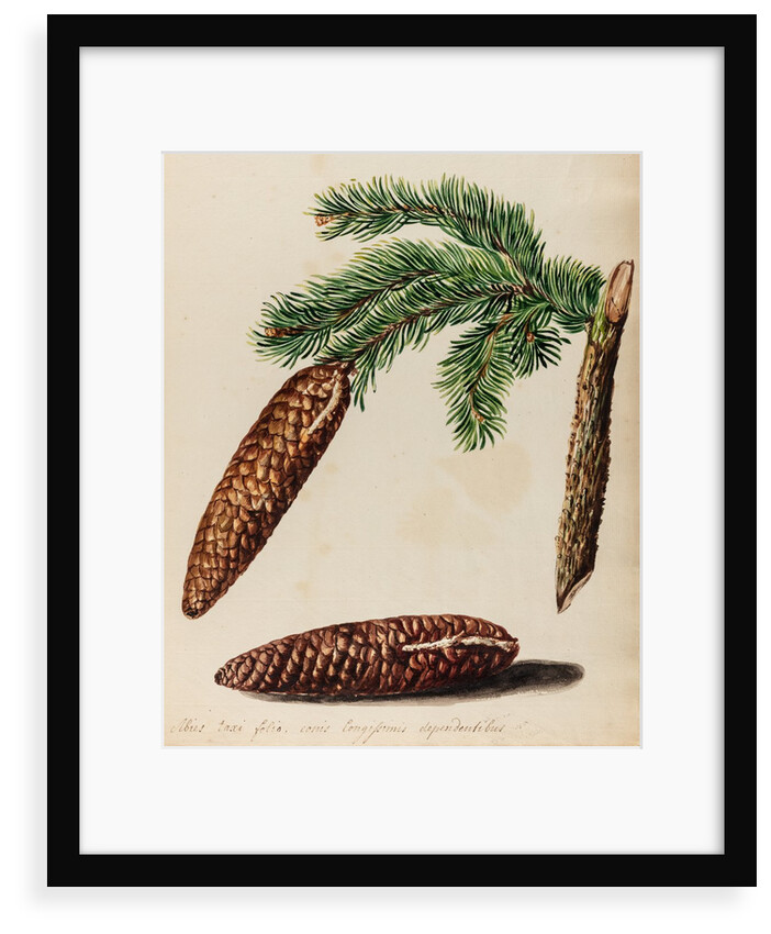 Fir tree specimen by Jacob van Huysum