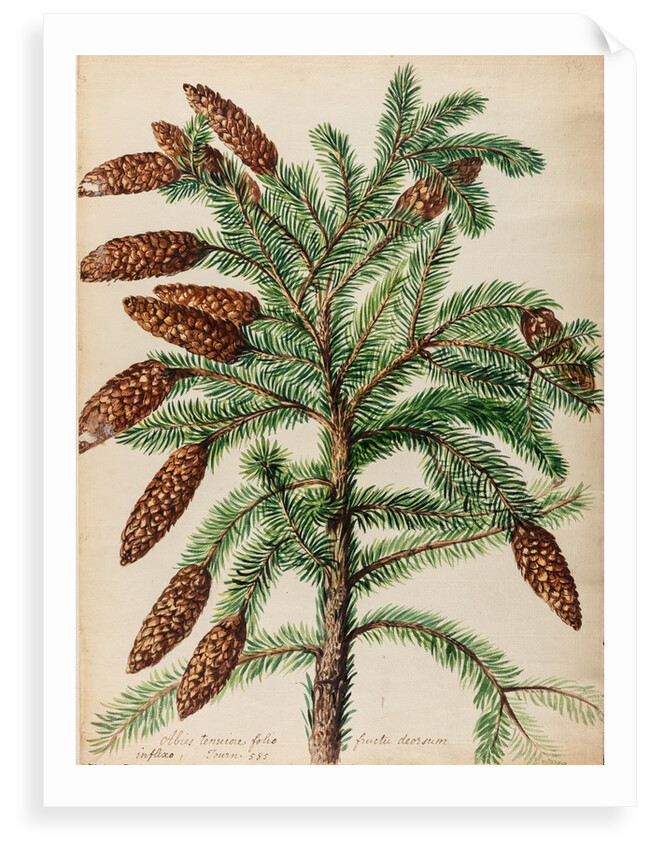 Fir tree specimen by Jacob van Huysum