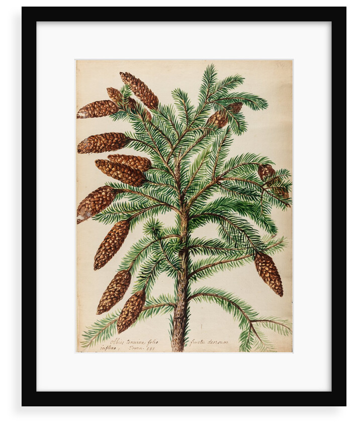 Fir tree specimen by Jacob van Huysum