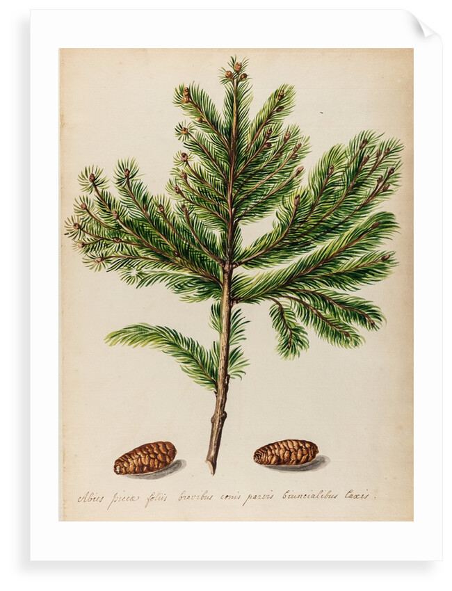 Spruce fir tree specimen by Jacob van Huysum