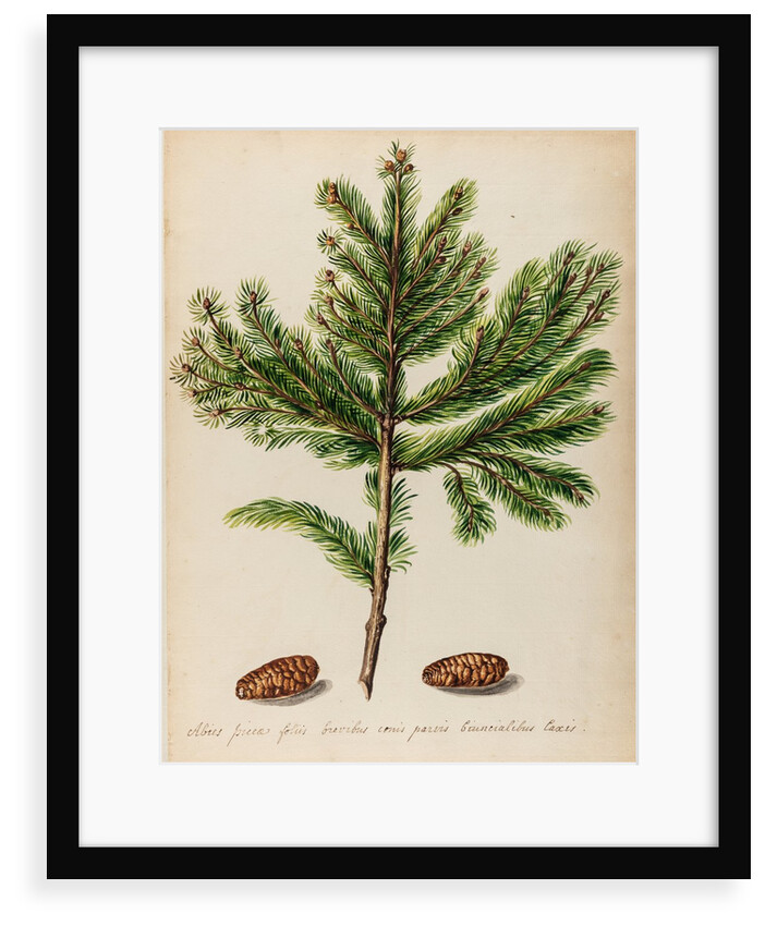 Spruce fir tree specimen by Jacob van Huysum