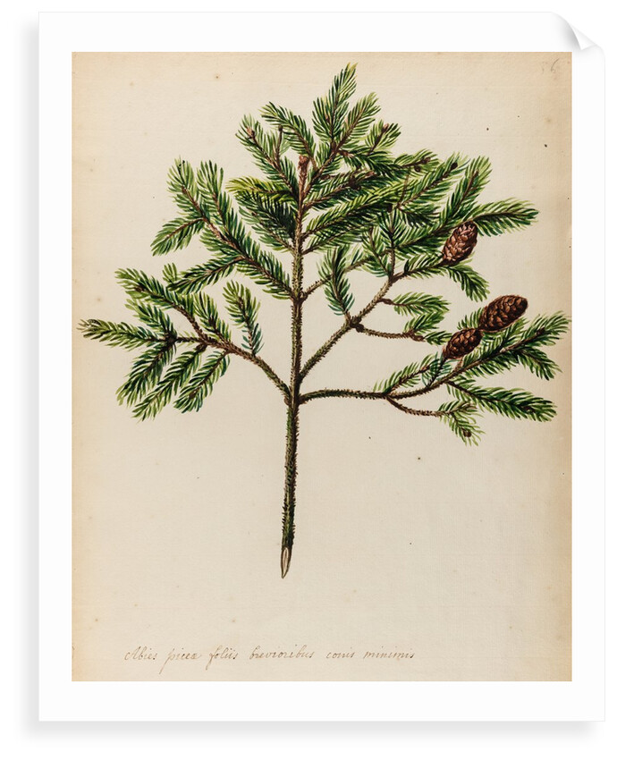 Spruce fir tree specimen by Jacob van Huysum