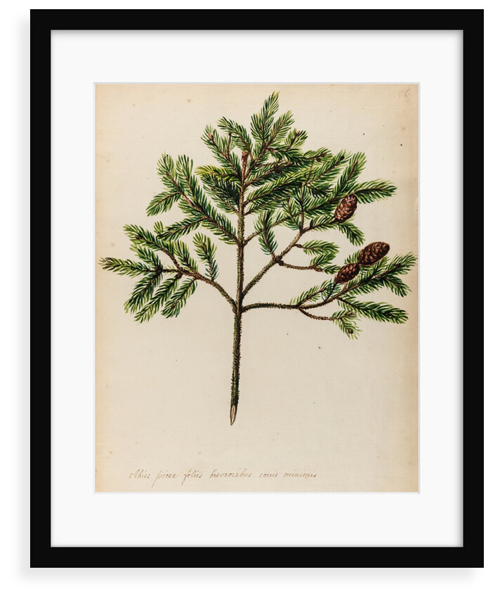 Spruce fir tree specimen by Jacob van Huysum