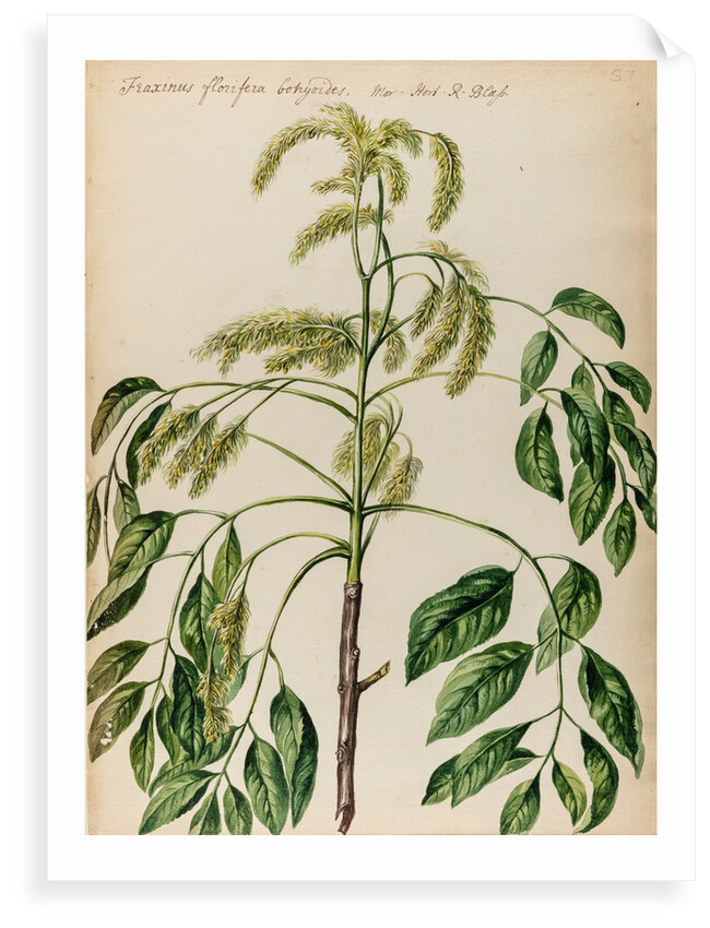 Ash specimen by Jacob van Huysum