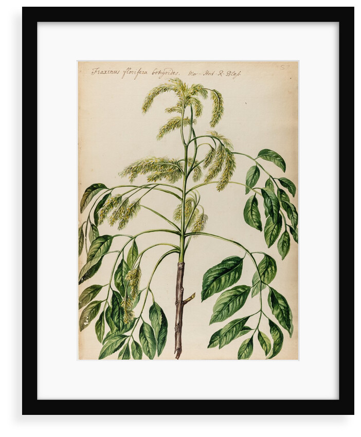 Ash specimen by Jacob van Huysum