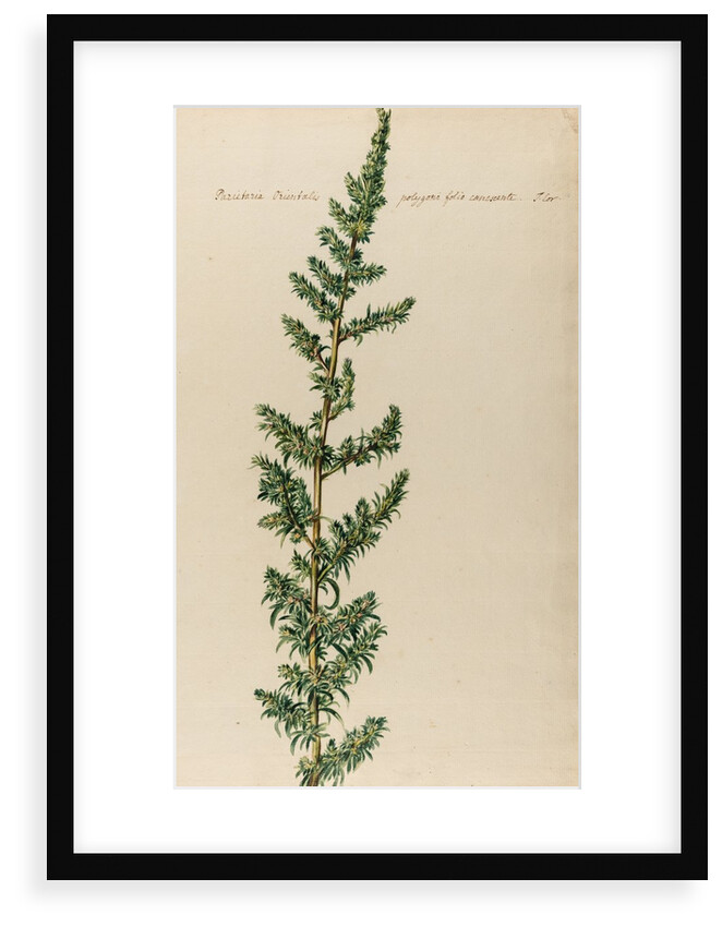 Pellitory specimen by Jacob van Huysum