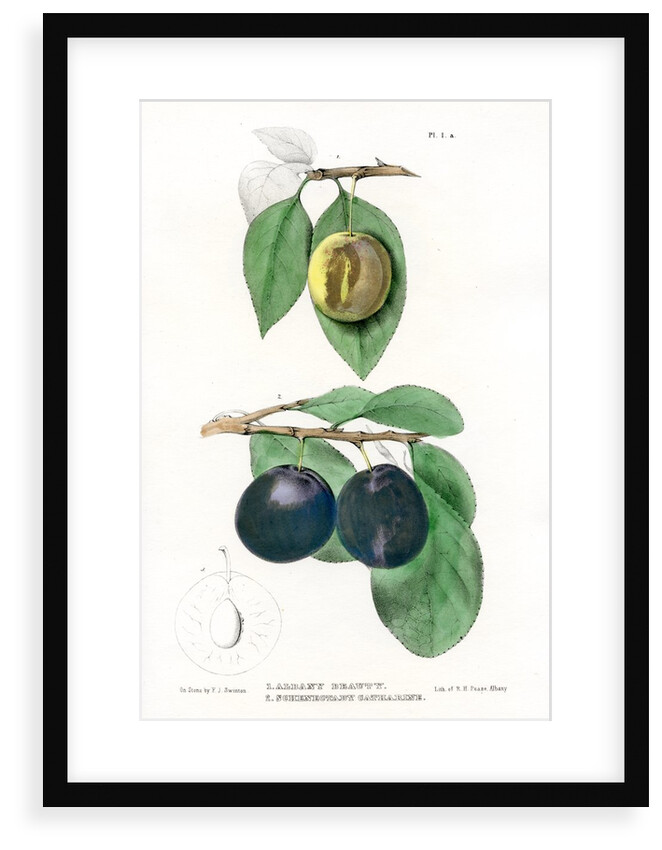 Plum varieties by Ebenezer Emmons junior
