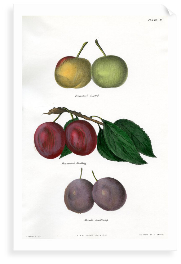 Plum varieties by Ebenezer Emmons junior