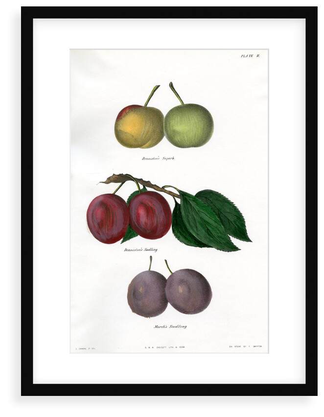 Plum varieties by Ebenezer Emmons junior