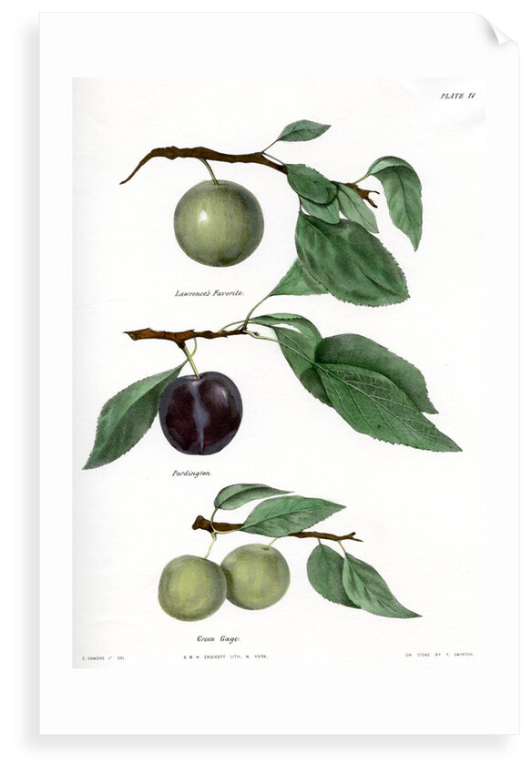 Plum varieties by Ebenezer Emmons junior