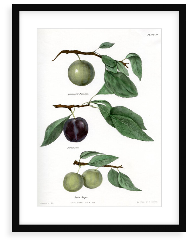 Plum varieties by Ebenezer Emmons junior