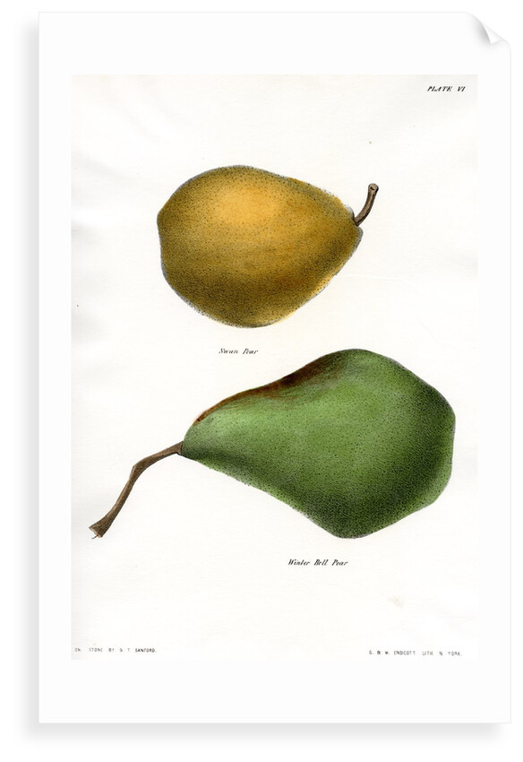 Pear varieties by George T Sandford