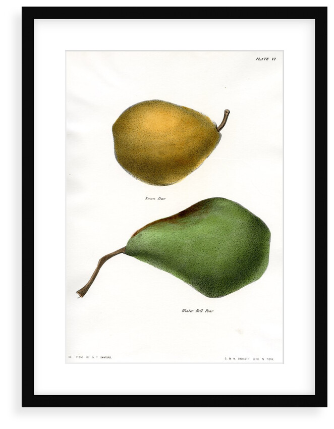 Pear varieties by George T Sandford