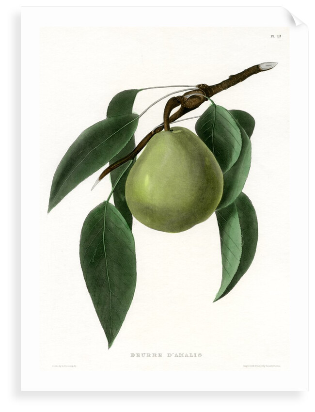 ‘Beurre d’Amalis’ by Ebenezer Emmons junior
