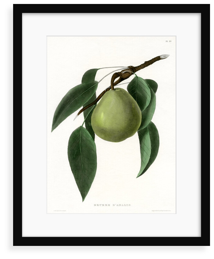 ‘Beurre d’Amalis’ by Ebenezer Emmons junior