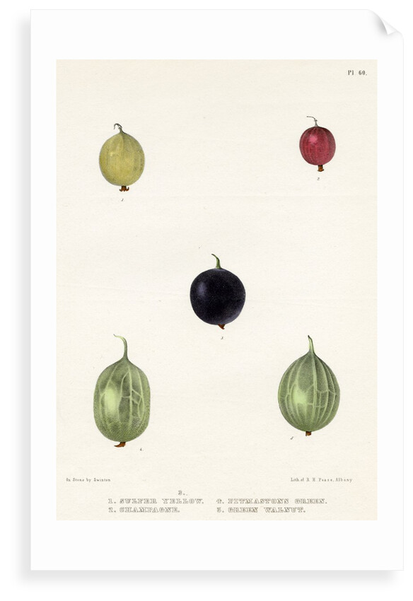 Gooseberry varieties by Frederick J Swinton