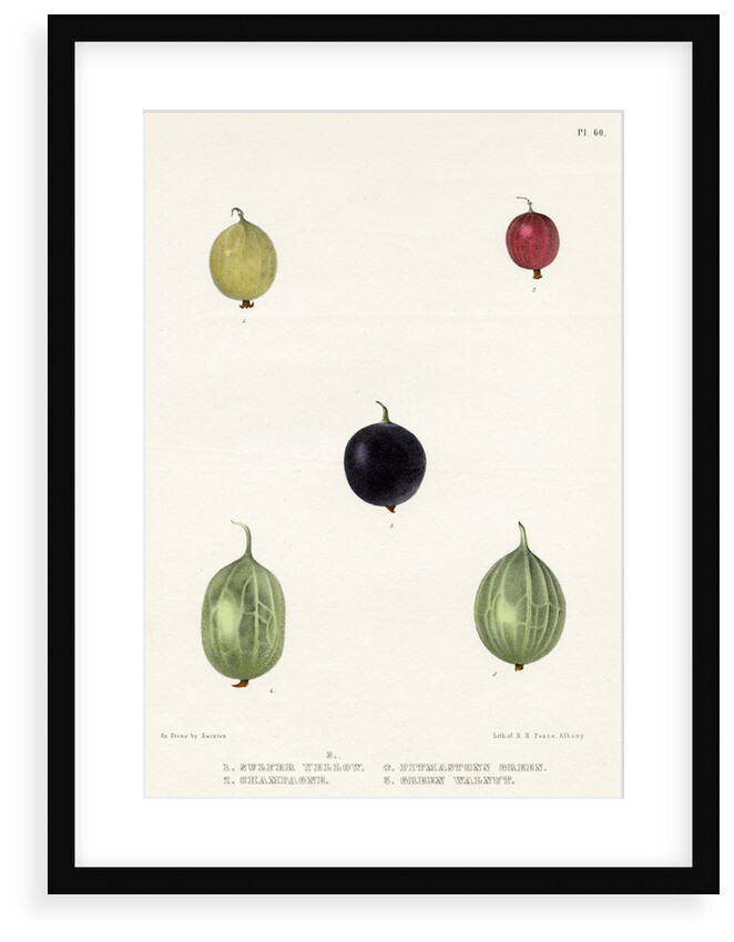 Gooseberry varieties by Frederick J Swinton