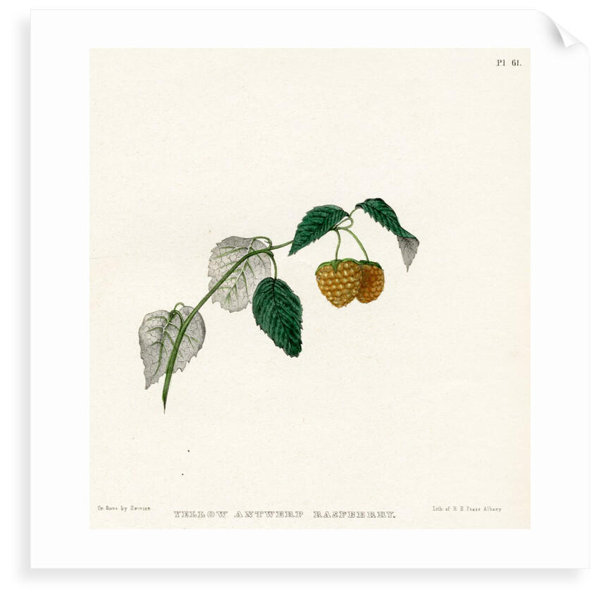 ‘Yellow Antwerp raspberry’ by Frederick J Swinton