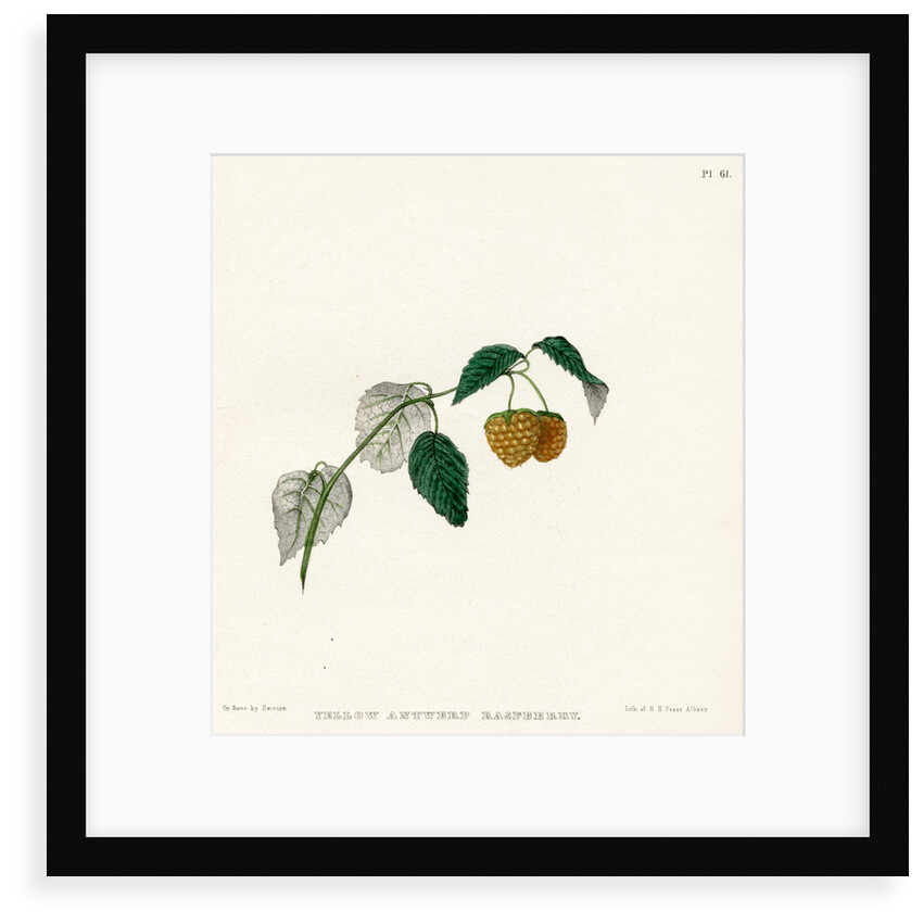 ‘Yellow Antwerp raspberry’ by Frederick J Swinton