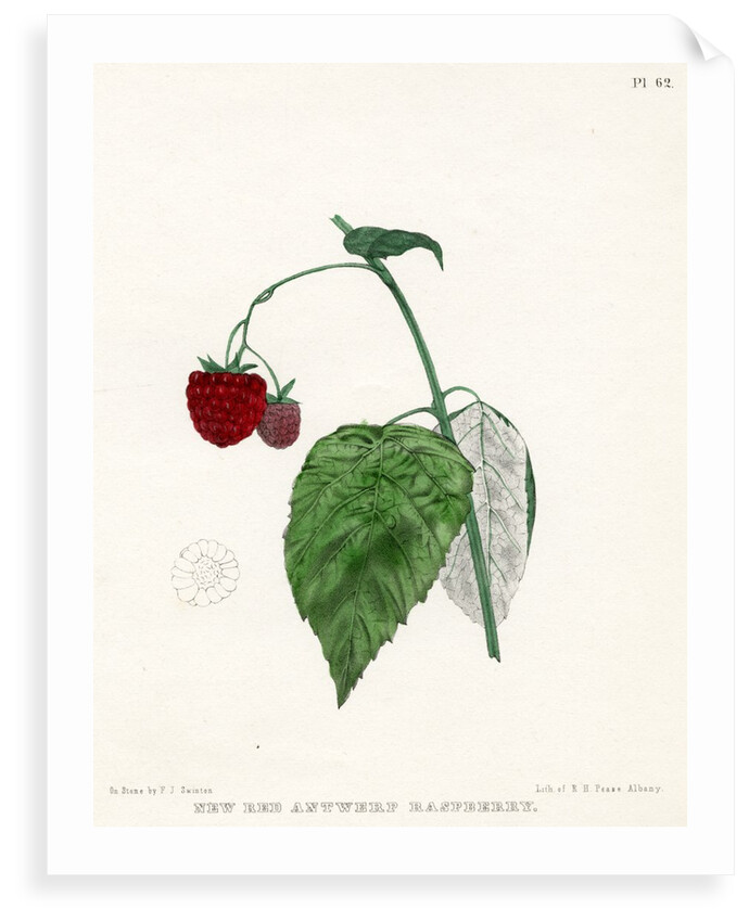 ‘New Red Antwerp raspberry’ by Frederick J Swinton