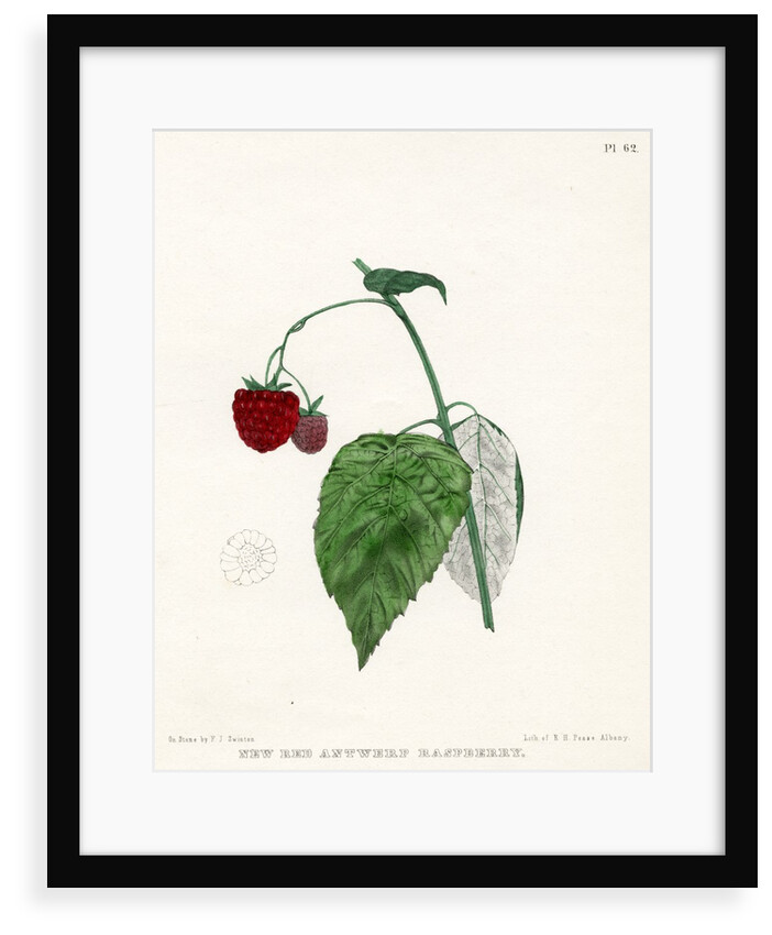 ‘New Red Antwerp raspberry’ by Frederick J Swinton