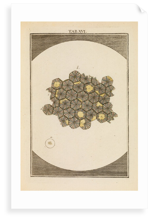 Butterfly egg cases by Martin Frobene Ledermuller