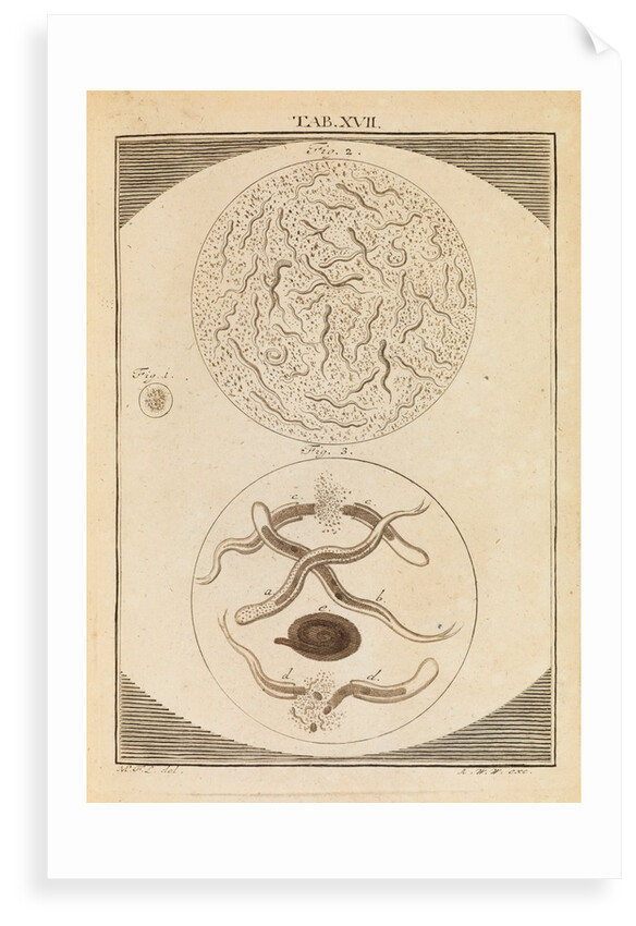 Nematodes by Martin Frobene Ledermuller